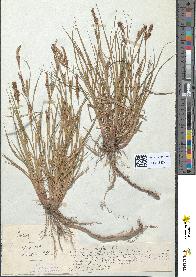 spécimen de Carex hirta