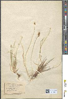 spécimen de Carex muricata