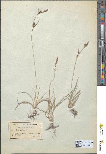 spécimen de Carex panicea