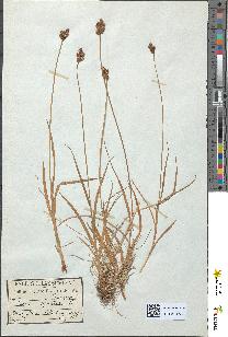 spécimen de Carex leporina