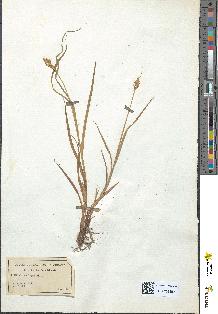 spécimen de Carex leporina