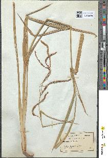 spécimen de Carex maxima