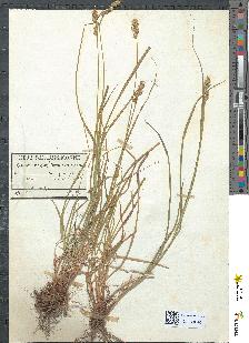 spécimen de Carex muricata
