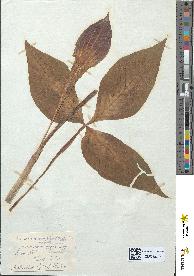spécimen de Arisaema triphyllum