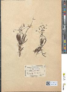 spécimen de Alisma ranunculoides