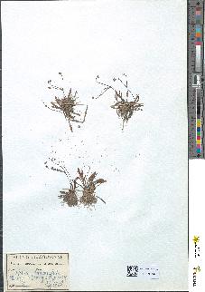 spécimen de Alisma ranunculoides
