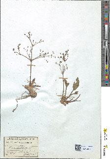 spécimen de Alisma plantago