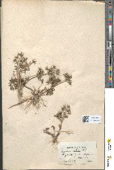 spécimen de Alisma plantago