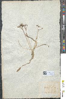 spécimen de Alisma plantago