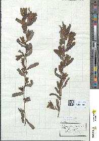 spécimen de Potamogeton crispus
