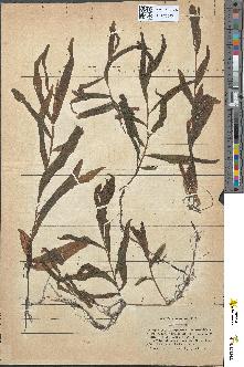spécimen de Potamogeton rufescens