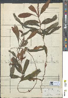 spécimen de Potamogeton rufescens