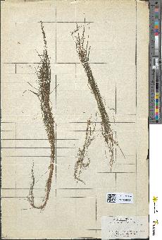 spécimen de Zannichellia pedicellata