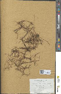 spécimen de Zannichellia pedicellata