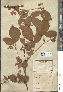 spécimen de Rubus suberectus