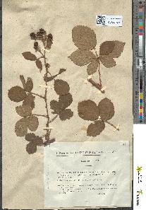 spécimen de Rubus affinis