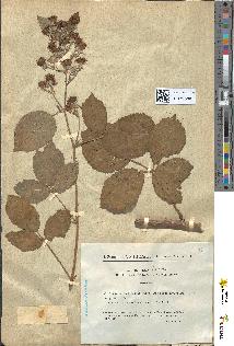 spécimen de Rubus questieri
