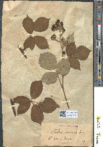spécimen de Rubus argenteus