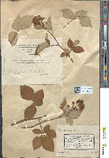 spécimen de Rubus argenteus