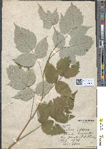 spécimen de Rubus idaeus