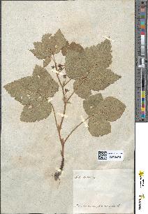 spécimen de Rubus saxatilis