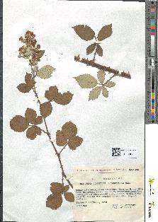 spécimen de Rubus * cuspidifer x