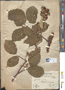 spécimen de Rubus bosquetianus