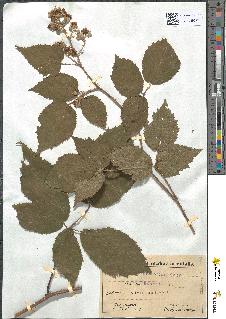 spécimen de Rubus melanoxylon