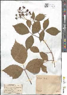 spécimen de Rubus rudis