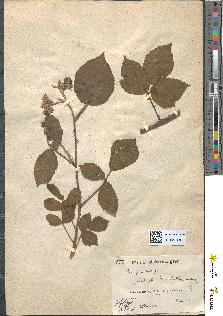 spécimen de Rubus vallisparsus