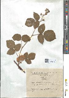 spécimen de Rubus glaucellus