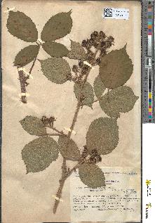 spécimen de Rubus obtruncatus