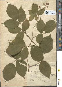spécimen de Rubus tereticaulis