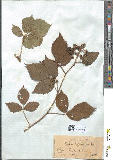 spécimen de Rubus rivularis