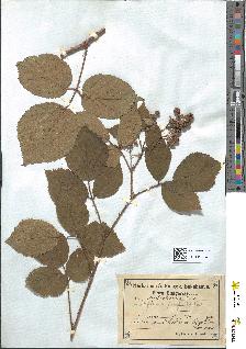 spécimen de Rubus serpens