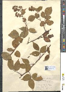 spécimen de Rubus hirtus