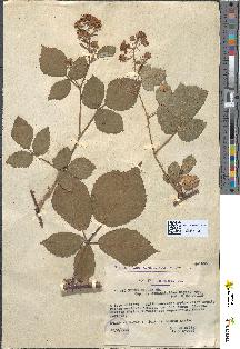 spécimen de Rubus radula