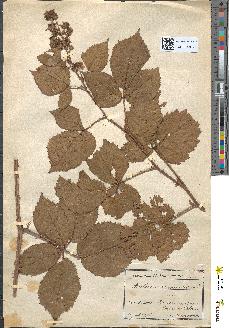 spécimen de Rubus granulatus