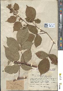 spécimen de Rubus foliosus