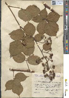 spécimen de Rubus thyrsiflorus
