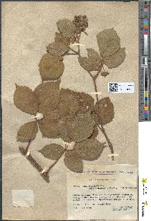 spécimen de Rubus pallidus