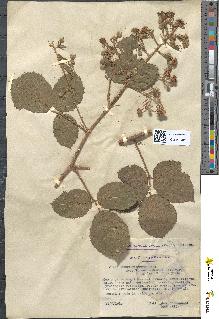 spécimen de Rubus obscurus