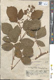 spécimen de Rubus obscurus