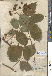 spécimen de Rubus menkei