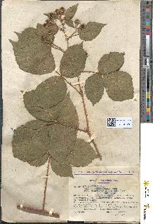 spécimen de Rubus menkei