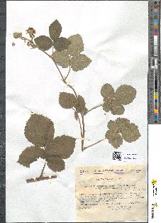 spécimen de Rubus caesius x godroni *