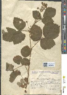 spécimen de Rubus tomentosus