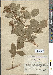 spécimen de Rubus tomentosus