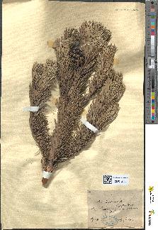 spécimen de Pinus montana