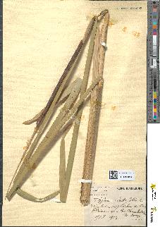 spécimen de Typha latifolia
